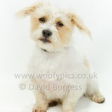 089 190623-Teddy & Barney