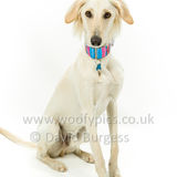 090 190526-Alfie