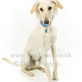 091 190526-Alfie