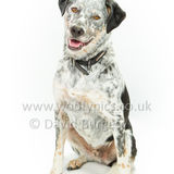 091 190707-Buddy