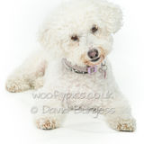 091 190804-Daisy