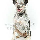 092 190707-Buddy