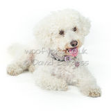 092 190804-Daisy