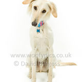 093 190526-Alfie