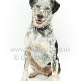 093 190707-Buddy
