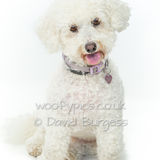 093 190804-Daisy