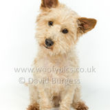 094 190512-Durweston-Dexter