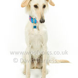 094 190526-Alfie