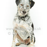 094 190707-Buddy