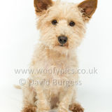 095 190512-Durweston-Dexter