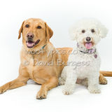 095 190804-Buster & Daisy