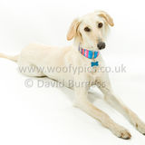 096 190526-Alfie