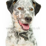 096 190707-Buddy