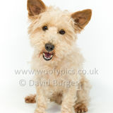 097 190512-Durweston-Dexter