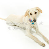 097 190526-Alfie