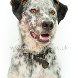 097 190707-Buddy