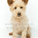 098 190512-Durweston-Dexter