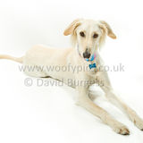 098 190526-Alfie