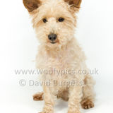 099 190512-Durweston-Dexter