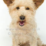 102 190512-Durweston-Dexter