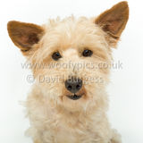 103 190512-Durweston-Dexter