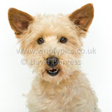 104 190512-Durweston-Dexter