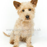 105 190512-Durweston-Dexter