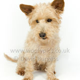 106 190512-Durweston-Dexter