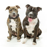110 190518-Cooper & Lily-Edit