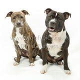 112 190518-Cooper & Lily-Edit