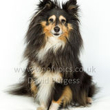 114 190512-Durweston-Holly