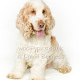 114 190817-Ralph & Ellie