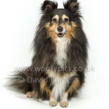 117 190512-Durweston-Holly