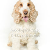 118 190817-Ralph & Ellie