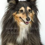 119 190512-Durweston-Holly