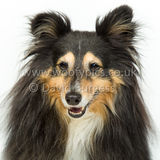 121 190512-Durweston-Holly
