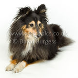 125 190512-Durweston-Holly