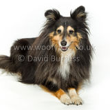 126 190512-Durweston-Holly