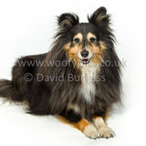 127 190512-Durweston-Holly