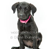127 190804-Pepper