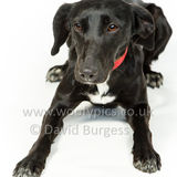 133 190512-Durweston-Oreo