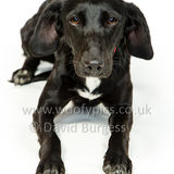 134 190512-Durweston-Oreo