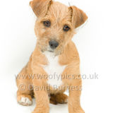 134 190518-Rolo