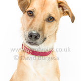 140 190707-Barney
