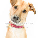 141 190707-Barney