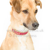 142 190707-Barney