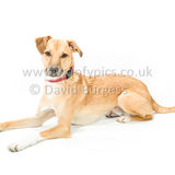 145 190707-Barney