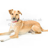 146 190707-Barney