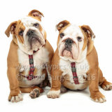 155 160911-Rufus & Samson