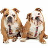 161 160911-Rufus & Samson
